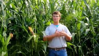 Pollen Drift \u0026 Managing Conventional Corn Production