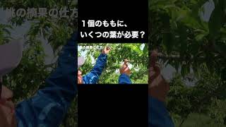 １個の桃に、いくつの葉は必要？【桃の予備摘果】 #農業 #桃 #摘果 #shorts