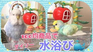 100均商品で水浴び♪【セキセイインコ\u0026ジャンボセキセイインコ】