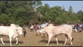 Goa bullfight 2022