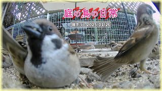 【庭の鳥の日常】(25,01,26) スズメは群れで 協力してご飯探し