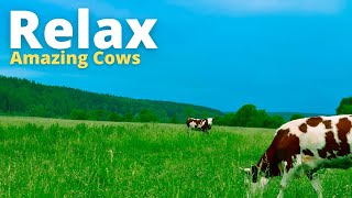 Música Relaxante🐄Vacas Maravilhosas🐄Relaxing Music Amazing Cows