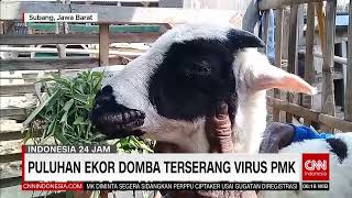 Ouluhan Ekor Domba Terserang Virus PMK | REDAKSI PAGI (13/01/23)