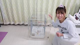 ４万円の高級なお家にインコを住まわせてみた【アクリルケージ】