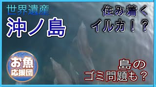 世界遺産 沖ノ島に入港！島には何があった？