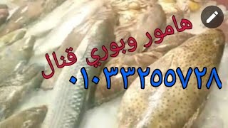 فروخ هامور لسة واصله صيد نزهة  _  بث مباشر أسماك الحلقة  _ اليوم