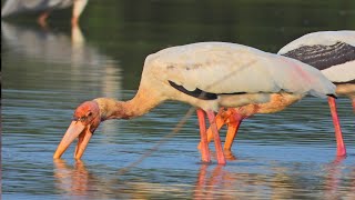 Beautiful Milky Stork Finding Food At The Lake.