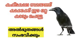 കഷ്ടകാല സമയത്ത് കാക്കക്ക് ചെയ്യെണ്ട ഒരെ ഒരു കാര്യം..crow.. jyothisham Malayalam