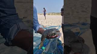 பந்து போல் உருவம் மாறும் முள்ளு பேத்தை மீன் | Buffer fish