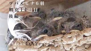 (21)ツバメ6羽孵化14日後編】大家が家族じゃないと薄々バレてきた/Swallow hatchlings 6 sleepy chicks in the nest! DAY 14(2/2)