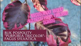 Buk pospolity „PURPUREA TRIKOLOR”- Fagus sylvatica- niezwykły kolor trójbarwnych liści.