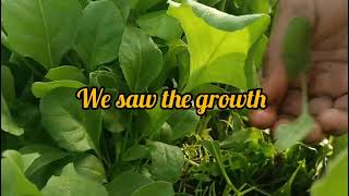 మన తోటలో కూరగాయలు సొంత గా మనమే grow చేస్తే #harvesting #gardening #easygardening #టిప్స్