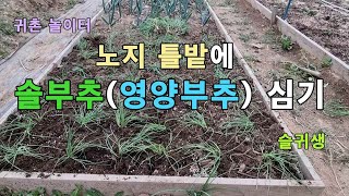 솔부추 모내기