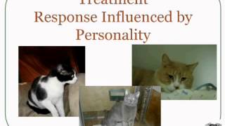 Helping Cats Who Hiss and Hide: Assessments, Behavior Modification and ReHoming Strategies - webcast