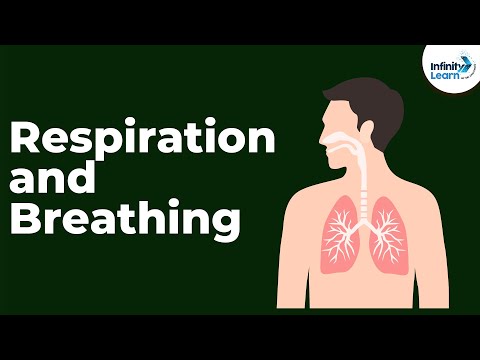 How are breathing and cellular respiration similar?