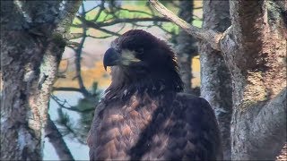 Smola Norway Eagle Cam ~  Solo's Tribute ~ One Moment In Time 2.21.18