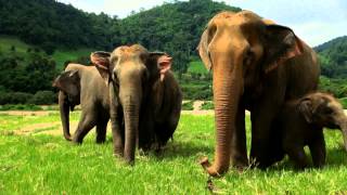 Elephant Song : Kamahl - ElephantNews