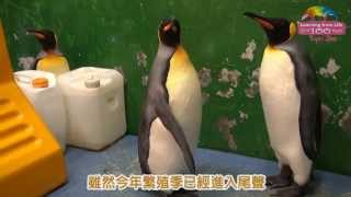 國民企鵝黑麻糬搶當爸－繁殖技術尚待磨練 Taiwan's First Baby King Penguin－Heimashu Grown Up