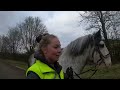 look who s back a very enthusiastic walk with blue equestrian vlog