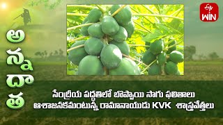 Organic farming of Papaya by Ramanaidu KVK | ETV