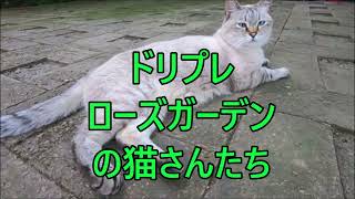 ＃モフモフ ＃猫の楽園 でお馴染み ＃君津の森 の #猫さん 　＃ドリプレ ＃ねこ　９にゃんず　＃にゃんこ #猫