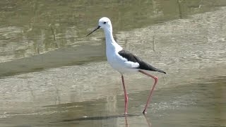 2016/09/10 川越の沼と田園の野鳥（セイタカシギ、コアオアシシギ、オオタカ、カイツブリ）