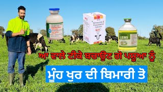 Foot and Mouth Disease | ਮੂੰਹ-ਖੁਰ ਦੀ ਬਿਮਾਰੀ ਅਤੇ ਇਲਾਜ | Kitta Khetibadi | Australian dairy farm |