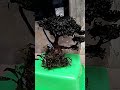 #bonsai #aquascape #bucephalandra