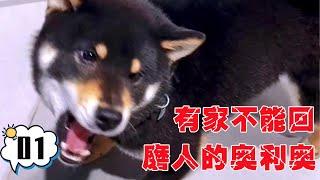 回不到家的奥利奥，只能继续被校长宠着了！【犬道app】