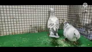 pigeons for sale in hyderabad osman bhai ke hyderabadi satinet neela kabutar breeding pairs patthe