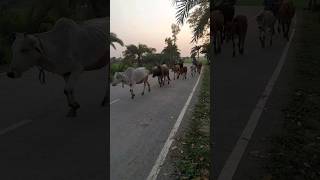 গোয়াল ভরা গরু#amazing #shorts #villagelife