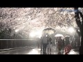 夜桜雨にしっとり　神戸・王子動物園