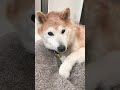 美人さんおはよう dog 老犬 shibainu かわいい 柴犬 犬 sleep 昼寝 shorts