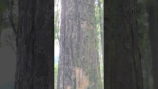 बहुत बड़ा पेड़ सागवान का।||Very big teak tree||very big tree in the world||दुनिया में बहुत बड़ा पेड़