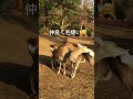 仲良く毛繕い🤗ポカポカの奈良公園春日野園地で。　 shorts 奈良の鹿 奈良公園　 deer narapark