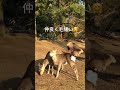 仲良く毛繕い🤗ポカポカの奈良公園春日野園地で。　 shorts 奈良の鹿 奈良公園　 deer narapark