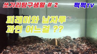 [쩍쩍TV] 쏘가리탐구생활 #2 vs 피래미 \u0026 납자루