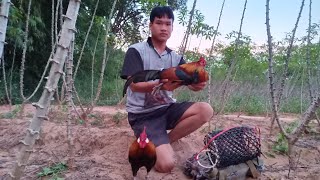 ต่อไก่ป่าตอนเย็น - วิถีชีวิตคนชนบท..!!!