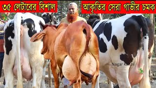 ৩৫ লিটারের মমিন কাকার জীবনের সেরা ইন্ডিয়ান গাভী ! ২২-৩৫লিটারের মধ্যে বাচ্চা সহ দুধের গাভী কিনুন !