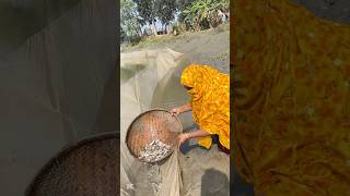 নদী থেকে এত গুড়ো মাছ ধরে কাদের দিলাম?😱#viralvideo #youtube #shorts #village #bangladesh