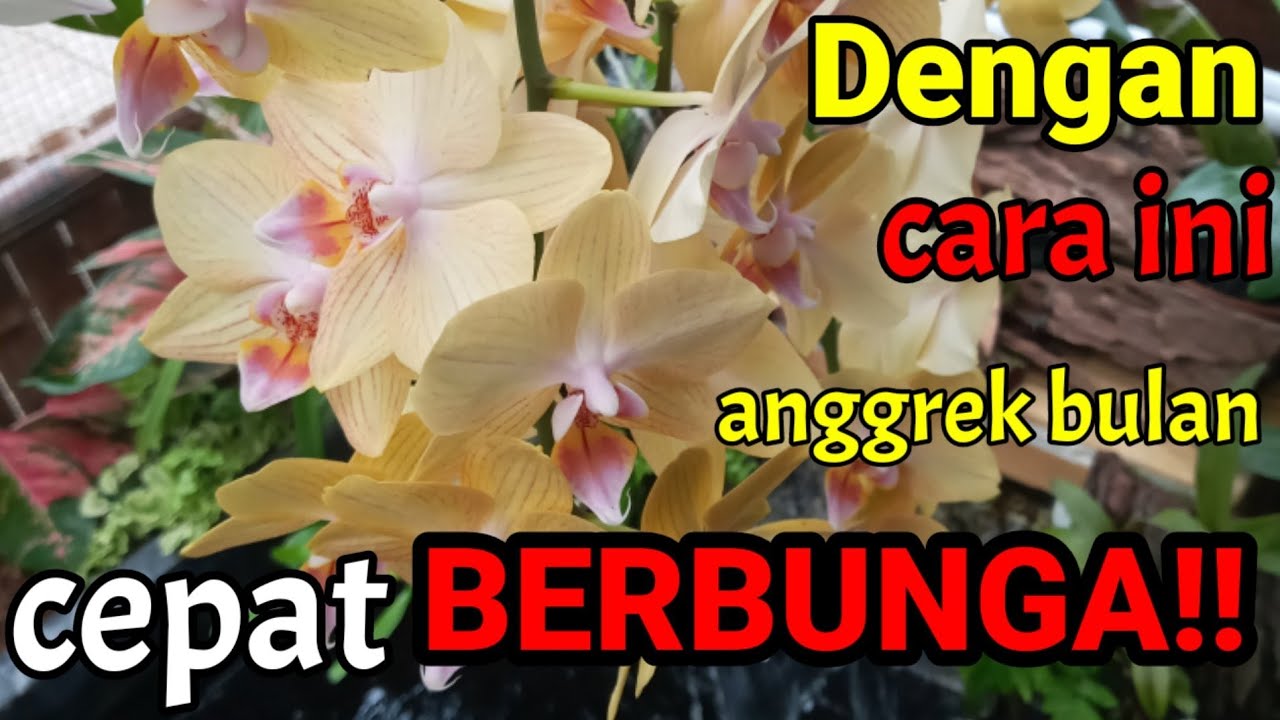 Cara Merawat Anggrek Bulan Agar Cepat Berbunga - YouTube