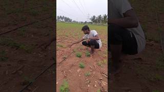 🥜நம்ம நிலக்கடலை என்ன ஆச்சு தெரியுமா..#agriculture #vivasayam #villagelife #jilla #plants #shorts