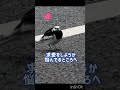 求愛を邪魔されたハクセキレイのクリクリチッチー ハクセキレイ shorts 野鳥