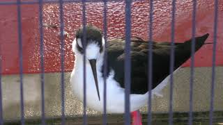 クロエリセイタカシギ (天王寺動物園) 2017年11月3日