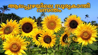 ആലപ്പുഴയിലെ സൂര്യകാന്തി വസന്തം | SunFlower Blossom at Alappuzha | Promo Video