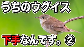 うちのウグイス、下手なんです。②