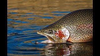 Jurassic Lake - Fly Fisherman's Paradise - Patagonia WORLD RECORD CATCH 2018