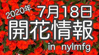 2020年7月18日現在　開花情報　in nylmfg