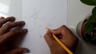 How to draw Lobelia flower (Lobelia erinus)