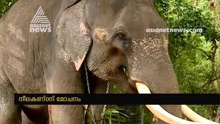 Kerala temple elephant Neelakandan's treatment in kottur elephant rehabilitation centre